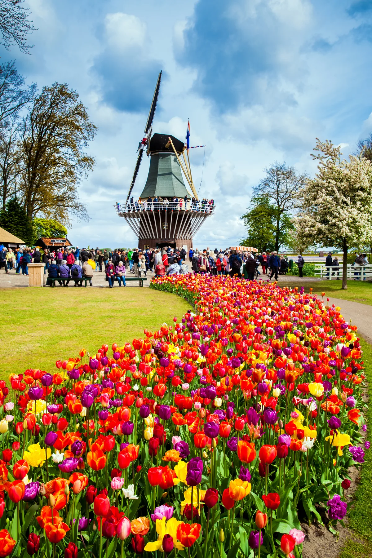 Amsterdam: Keukenhof Ticket with Shuttle Transfer (SIC Basis)