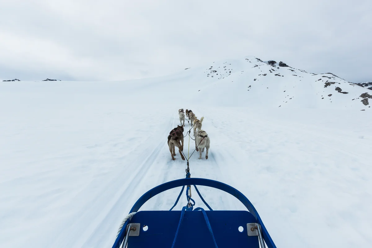Ilulissat: Dogsled tour (Shared Basis)