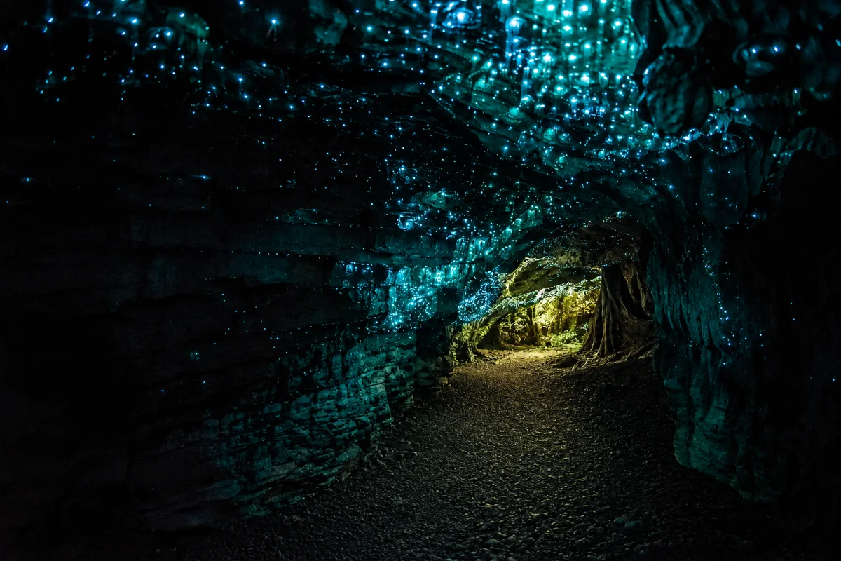 Brisbane: Glow Worm Caves Hop-on Hop-off Bus Tour (SIC Basis)