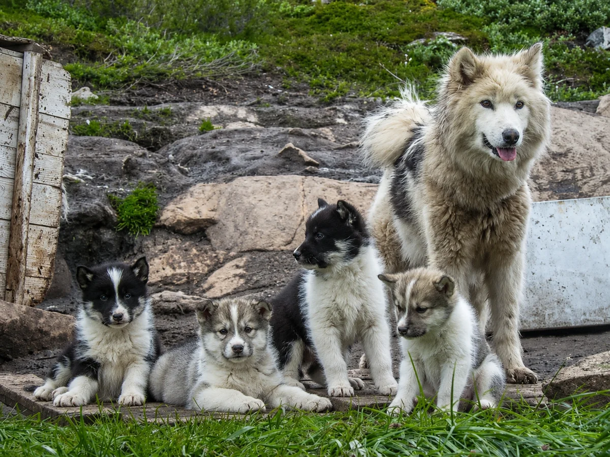 Ilulissat: Meet Sled Dogs (Shared Basis)
