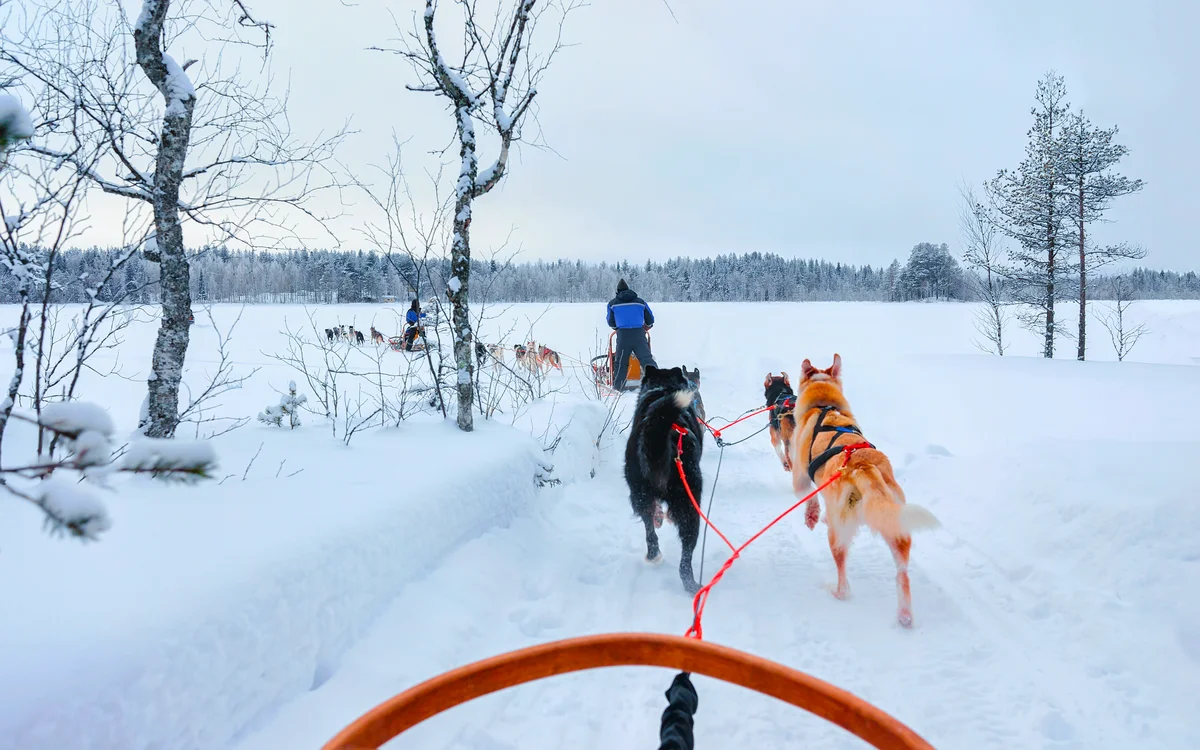 Kirkenes: Husky Sledding Tour (SIC Basis)