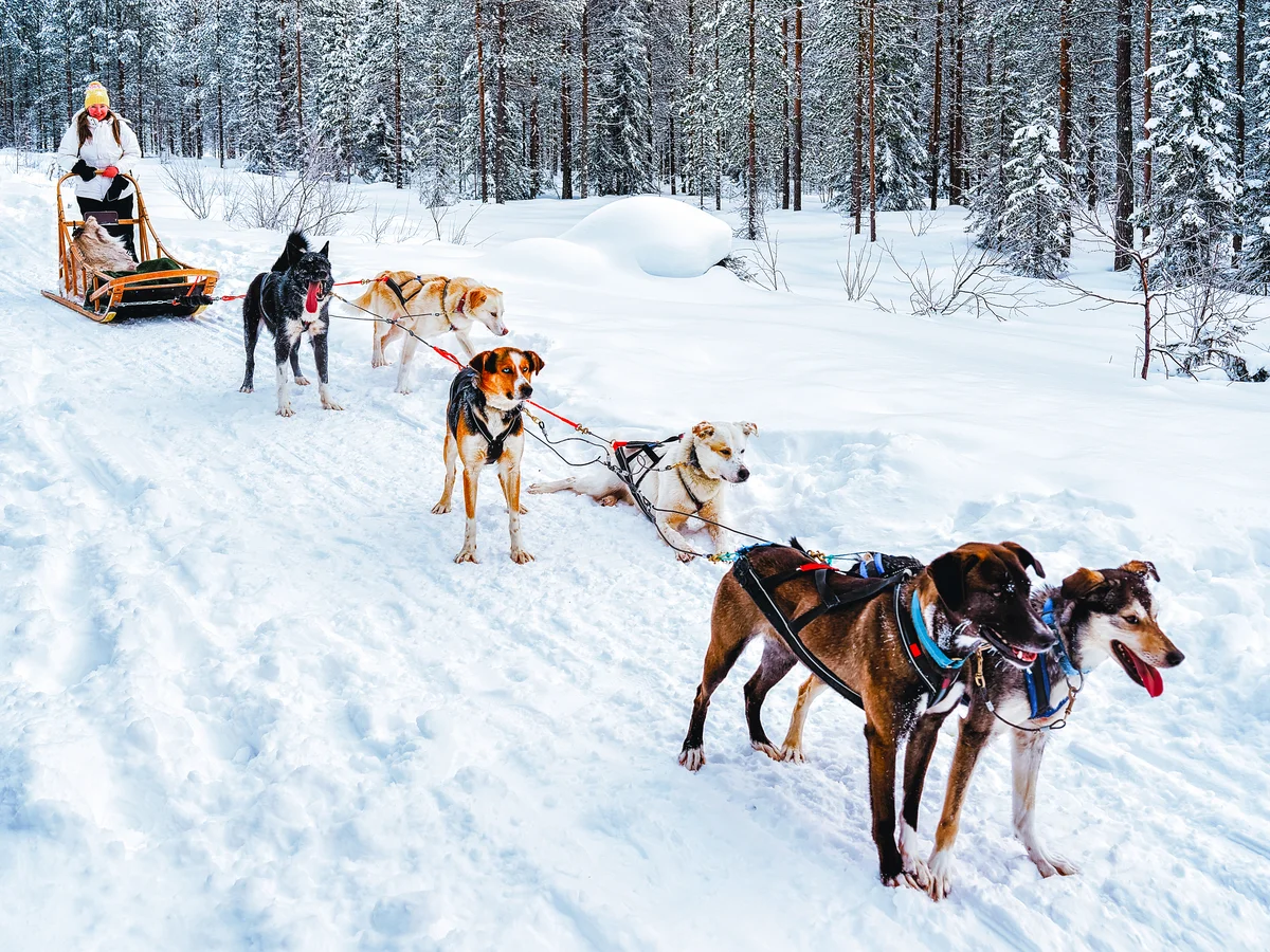 Saariselka: Husky Safari (SIC Basis)