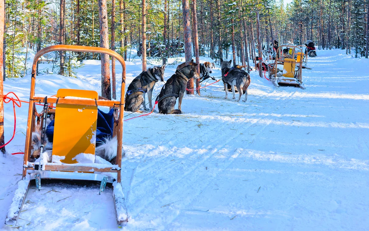 Kiruna: Husky Sled Ride (SIC Basis)