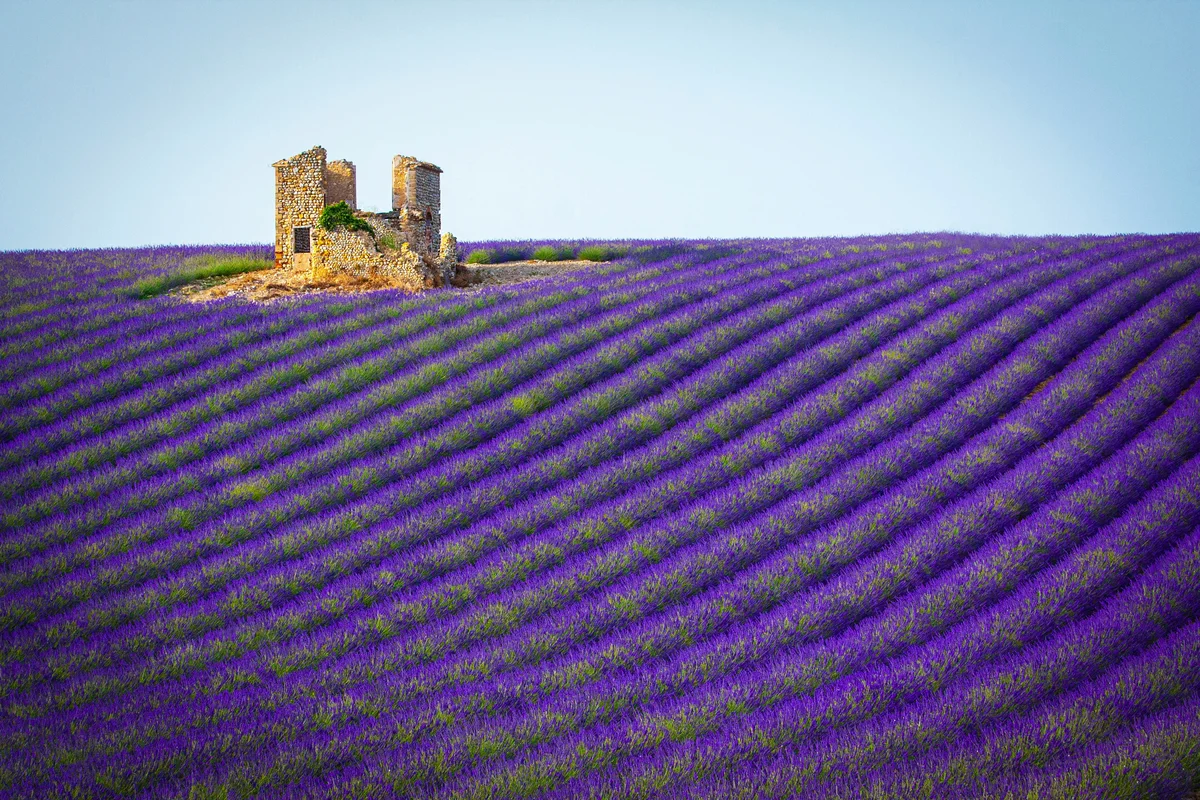 Aix-en-Provence: Lavender Fields Visit (Shared Basis)