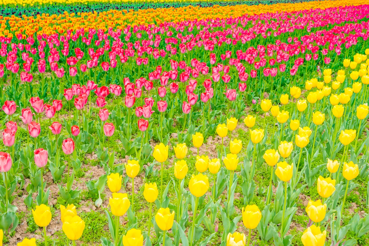 Lisse: Keukenhof Garden - Subject to Availability (Entrance Ticket)