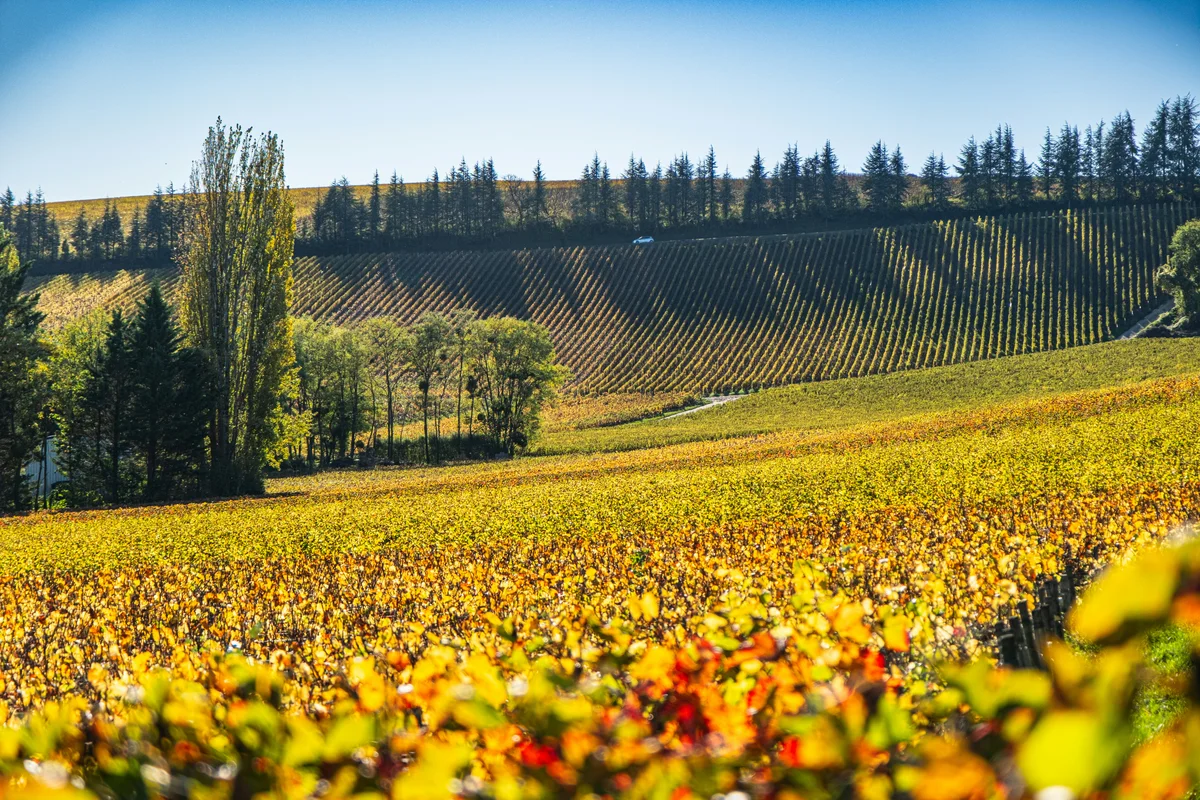 From Tours: Loire Valley Wineries Day Trip with Tastings (SIC Basis)