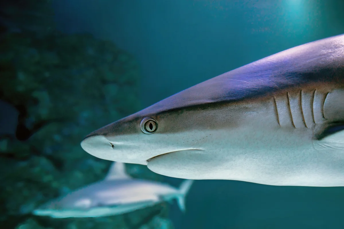 Mallorca: Palma Aquarium - Entry Ticket with 3D Cinema (Entrance Ticket)