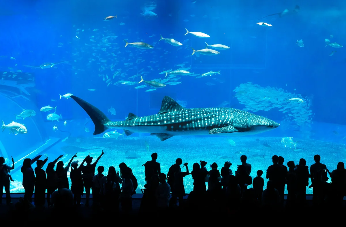 Okinawa: Okinawa Churaumi Aquarium (Entrance Ticket)
