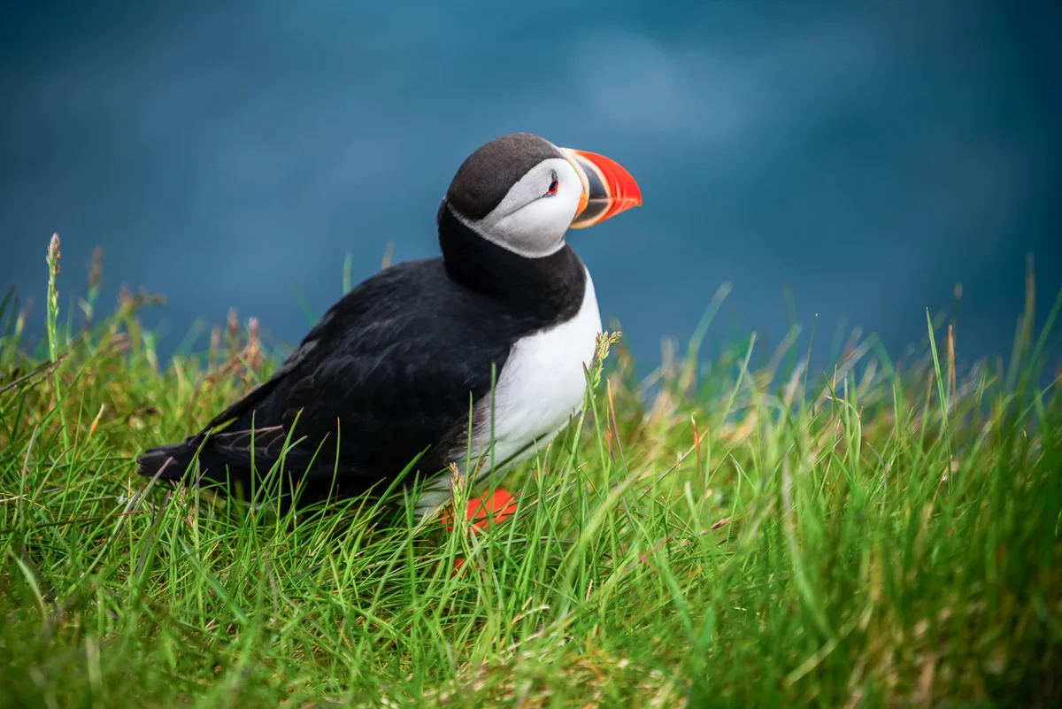Nuuk: Puffin Safari Tour (Shared Basis)