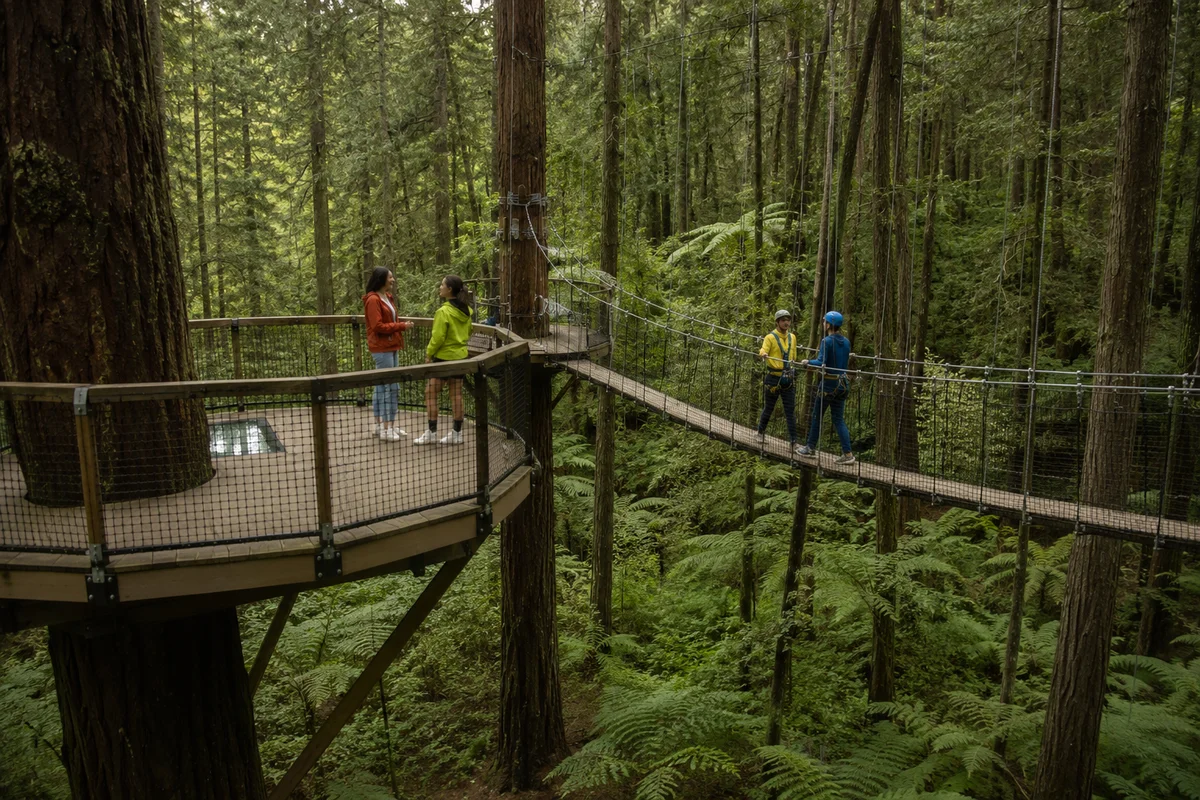 Rotorua: Redwoods Treewalk & Nightlights (Entrance Ticket)