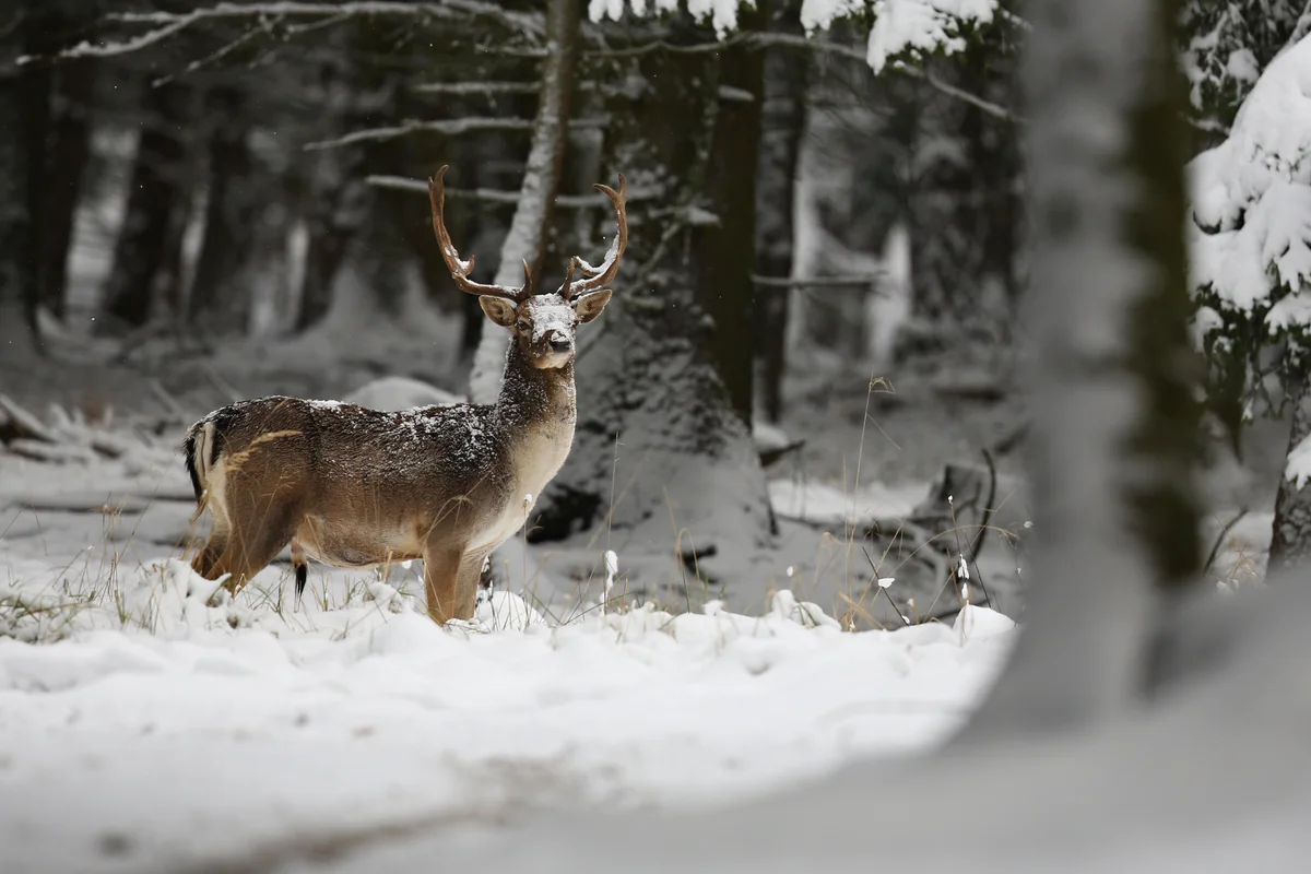 Rovaniemi: Live the Life of a Reindeer Herder