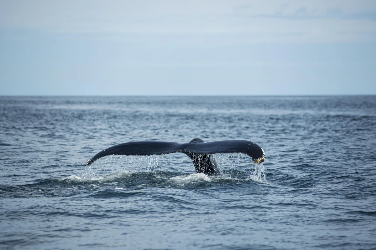 Andenes: Whale Watching/Puffin RIB Boat Tour (Shared Basis)