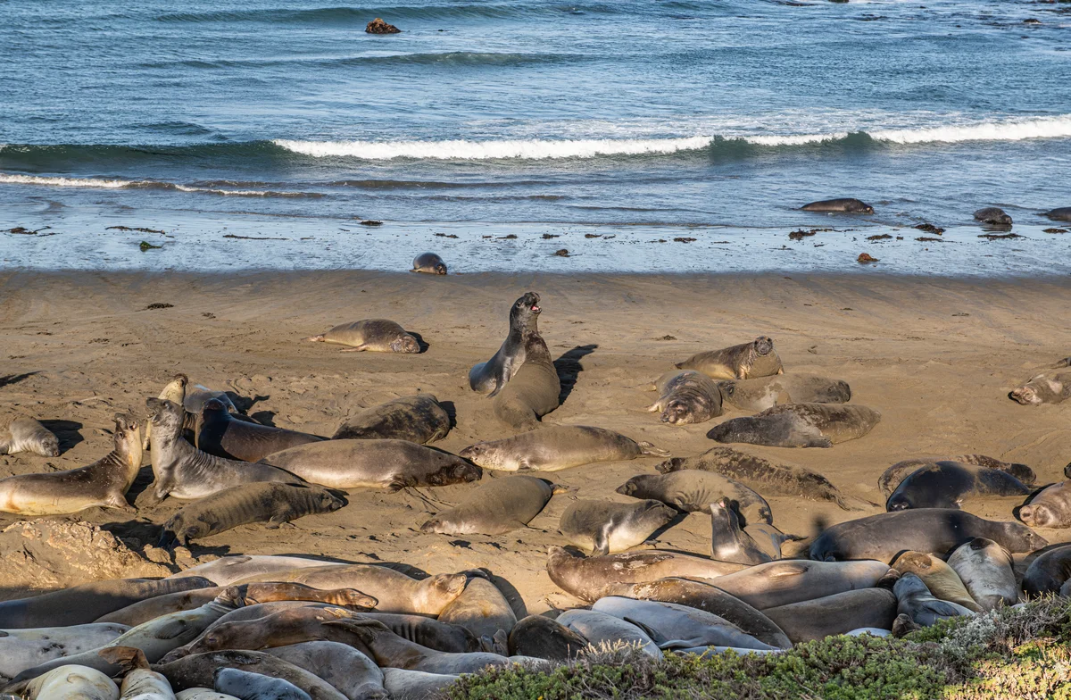 Wellington: Half Day Seal Coast Safari (SIC Basis)