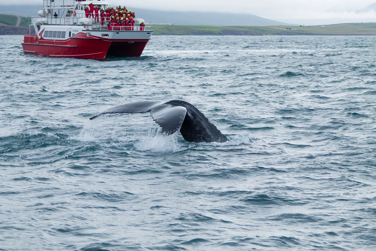 Nuuk: Whale Watching Tour (Shared Basis)